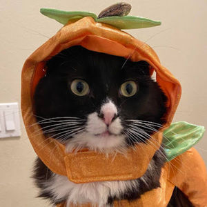 Meet your Posher, Kyrene